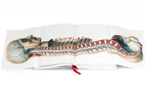 Atlas of Anatomy 1