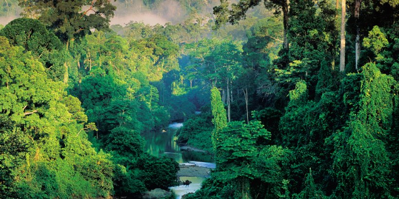 Frans Lanting. Jungles