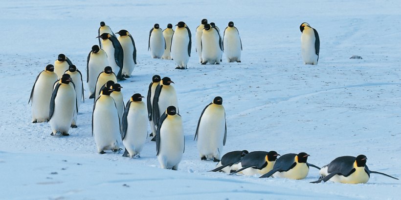 Frans Lanting. Penguin
