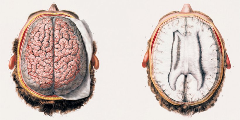Bourgery. Atlas of Human Anatomy and Surgery
