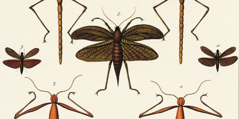 Albertus Seba. Cabinet of Natural Curiosities