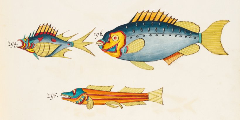 Samuel Fallours. Tropical Fishes of the East Indies