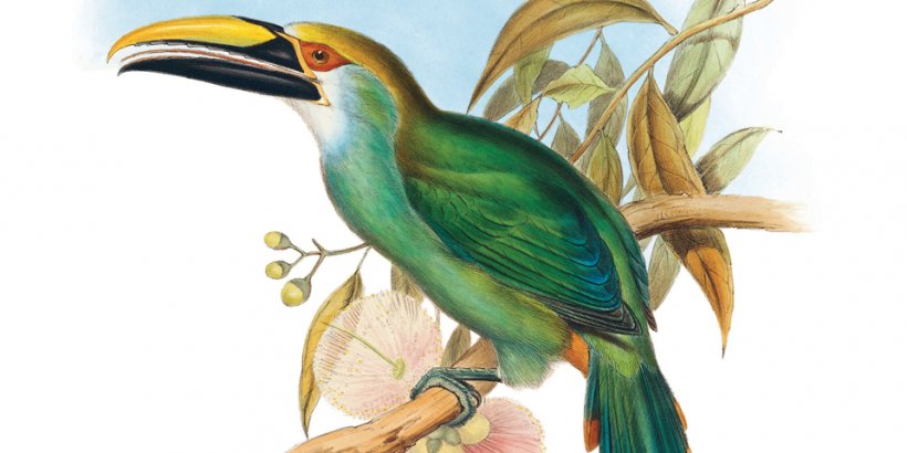 John Gould. The Family of Toucans