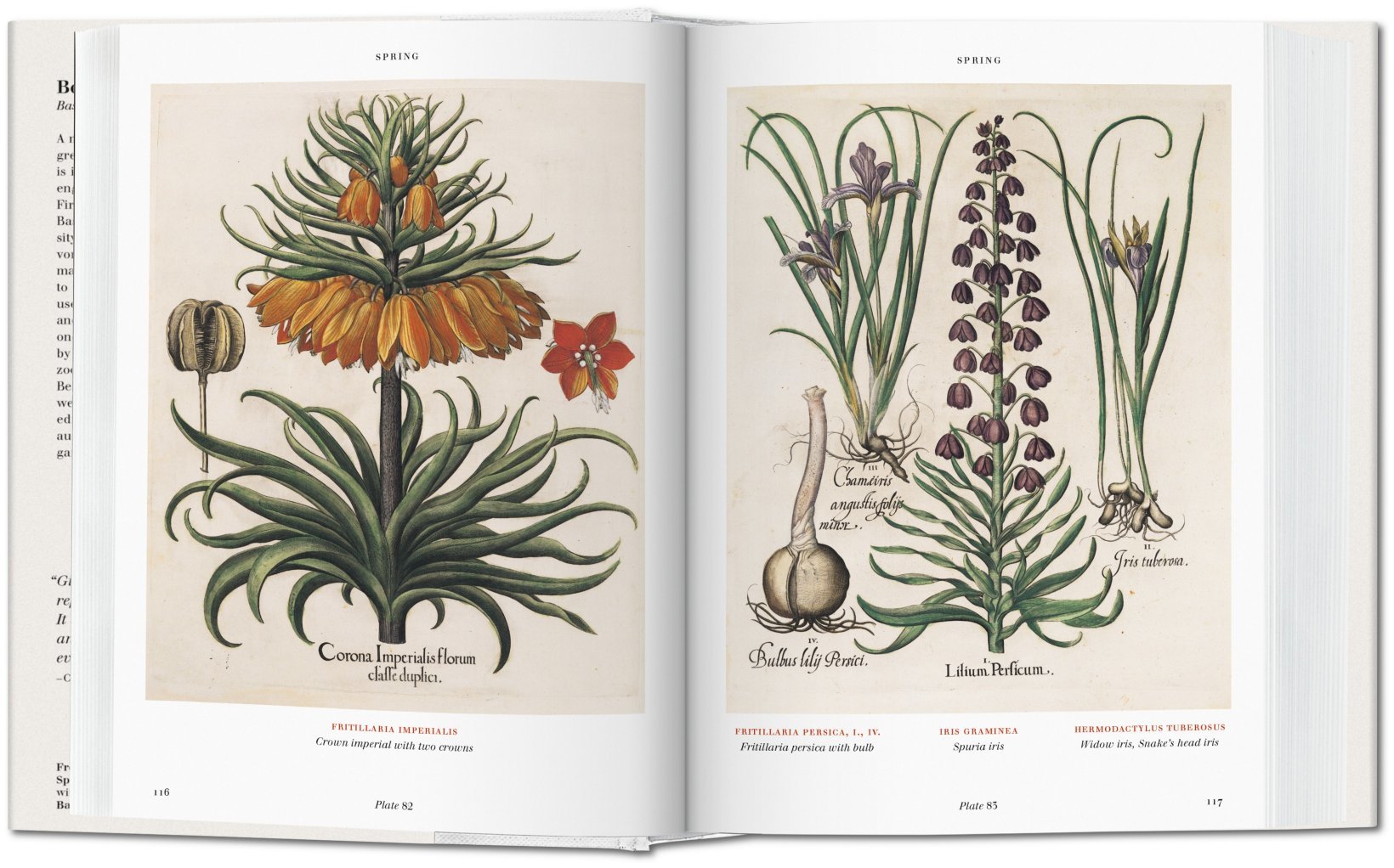 Basilius Besler. Der Garten von Eichstätt. Hortus Eystettensis