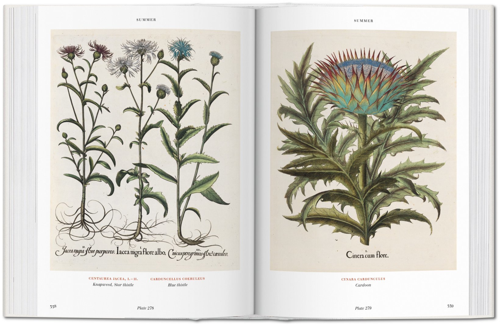 Basilius Besler. Der Garten von Eichstätt. Hortus Eystettensis