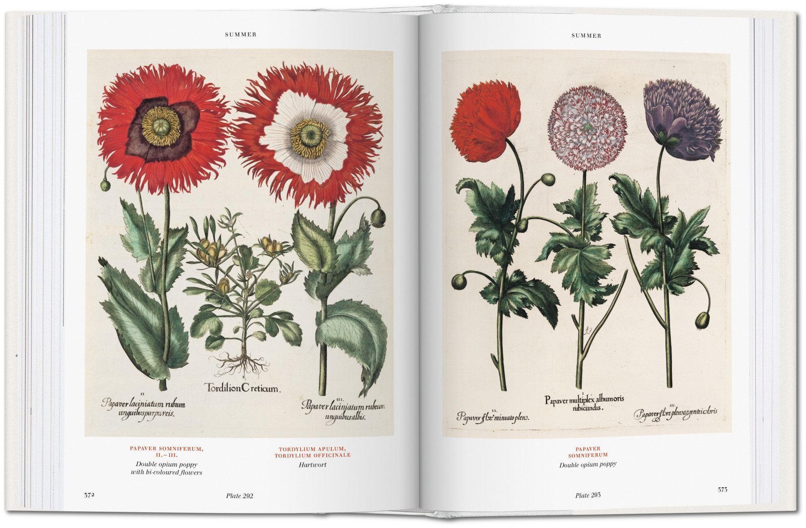 Basilius Besler. Der Garten von Eichstätt. Hortus Eystettensis