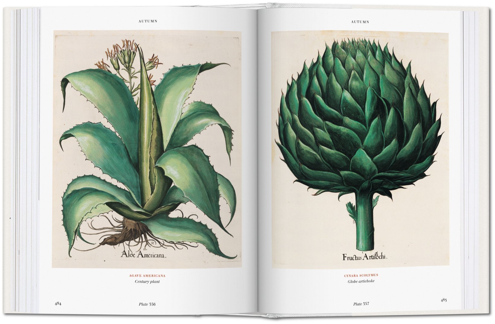 Basilius Besler. Der Garten von Eichstätt. Hortus Eystettensis