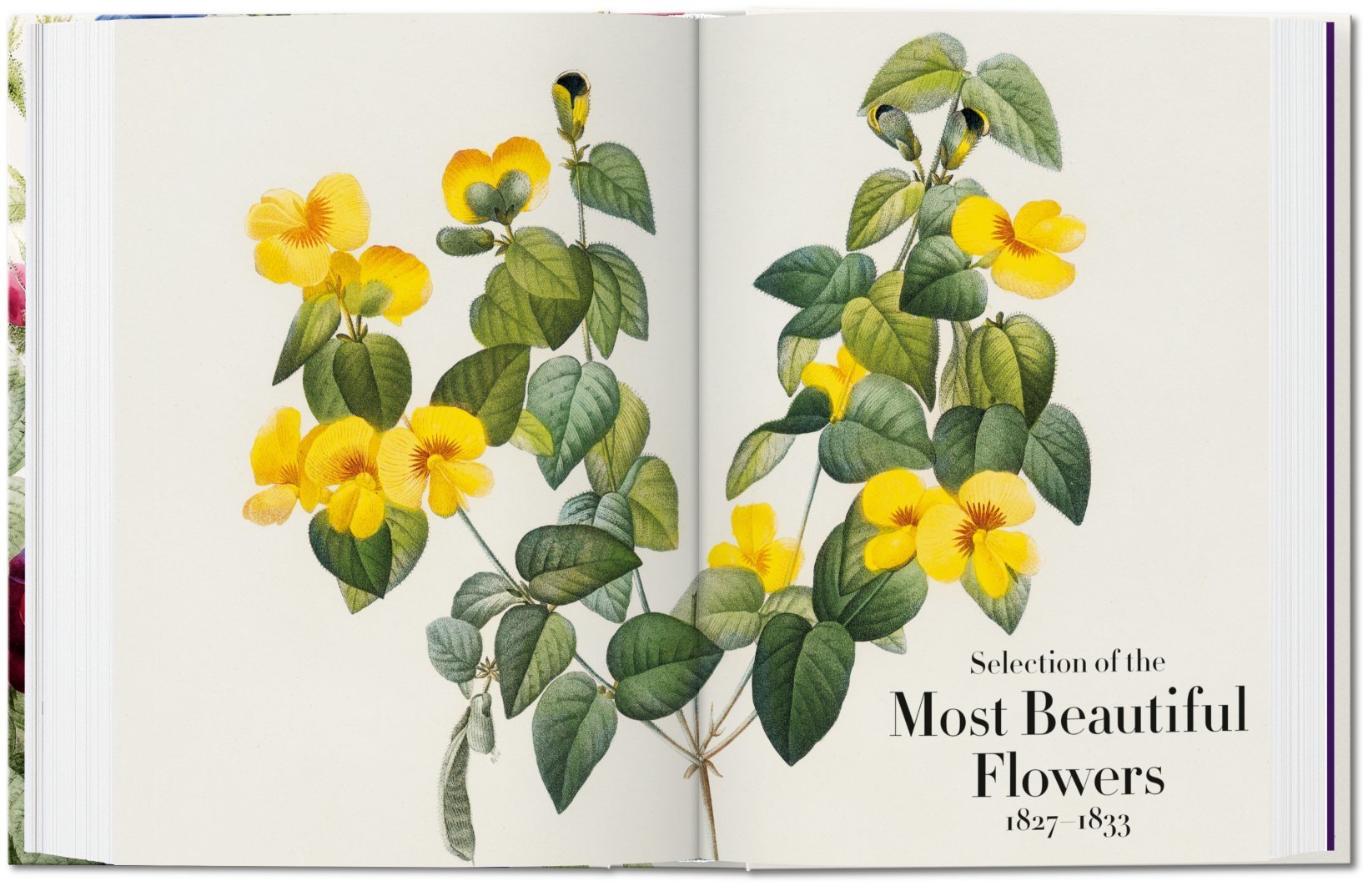 Redouté. The Book of Flowers. 40th Ed. TASCHEN Books