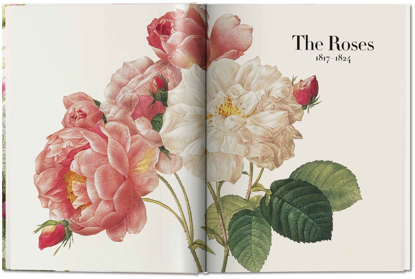 PierreJoseph Redouté. The Book of Flowers. TASCHEN Books