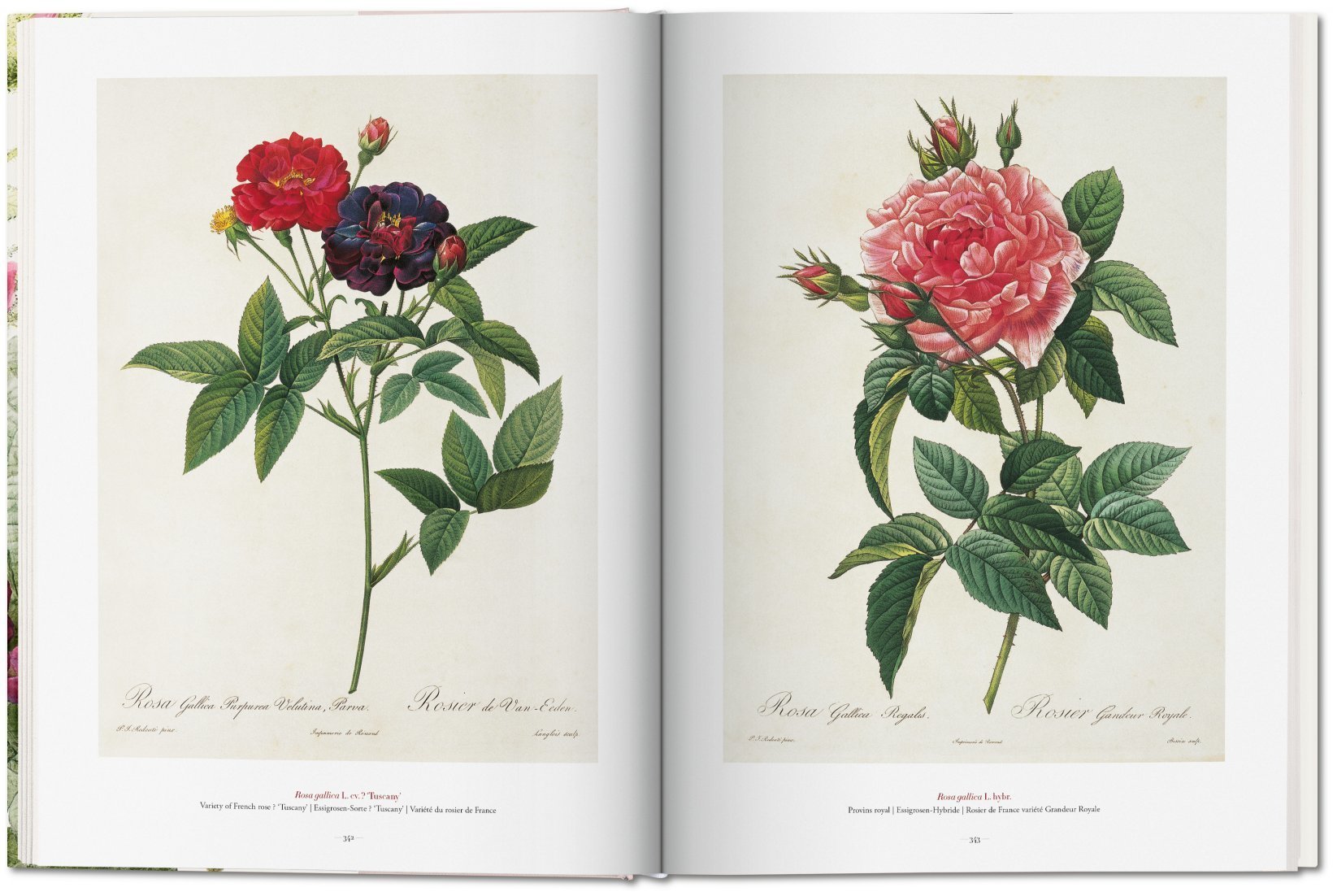 PierreJoseph Redouté. The Book of Flowers. TASCHEN Books