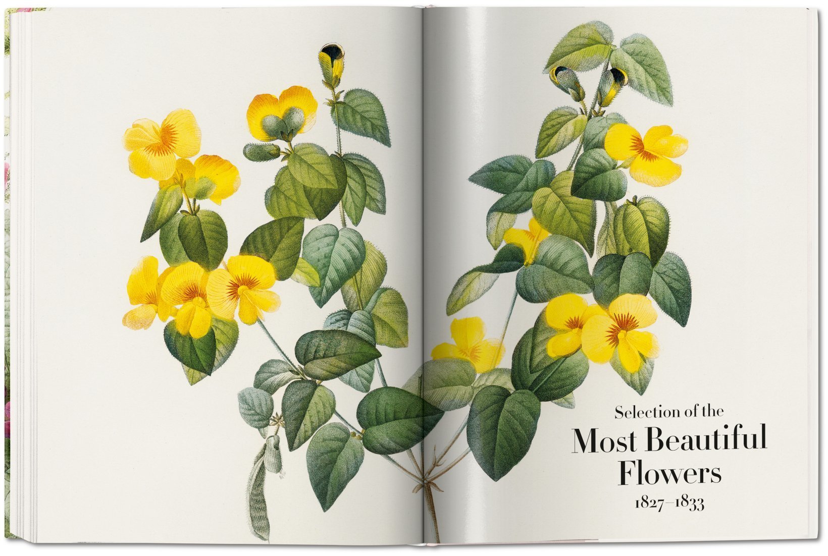 PierreJoseph Redouté. The Book of Flowers. TASCHEN Books