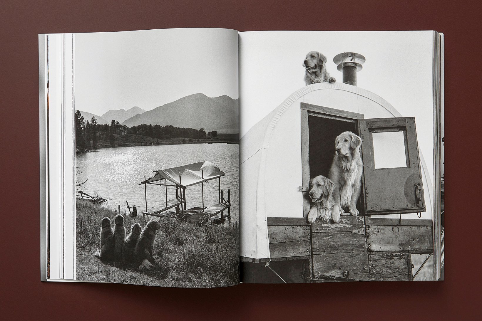 bruce weber dogs