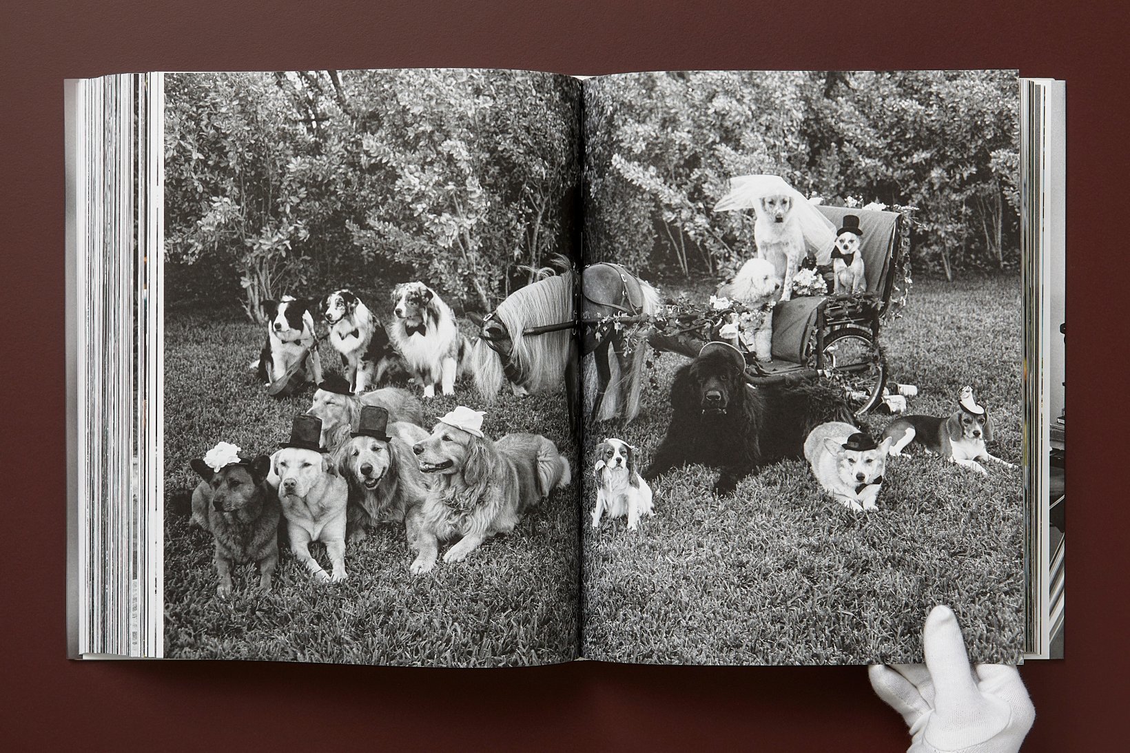 bruce weber dogs