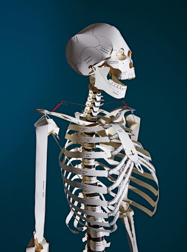 skeleton va image003 44638 skeleton va image003 44638