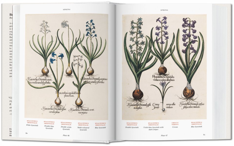 Basilius Besler. Der Garten von Eichstätt. Hortus Eystettensis