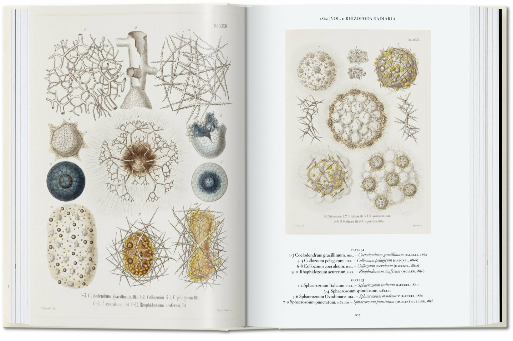 Ernst Haeckel 40 Years-1