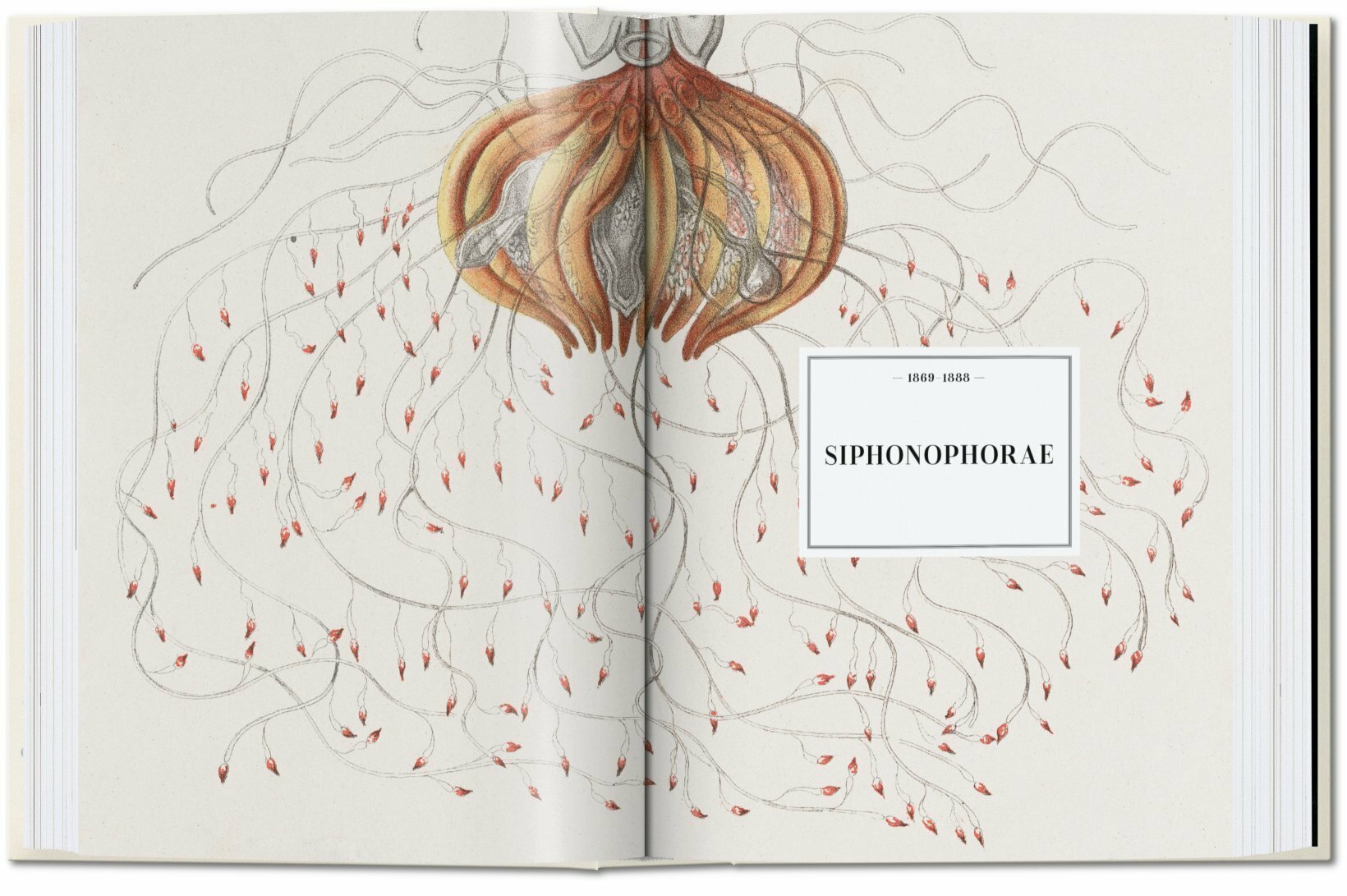 Ernst Haeckel 40 Years-2
