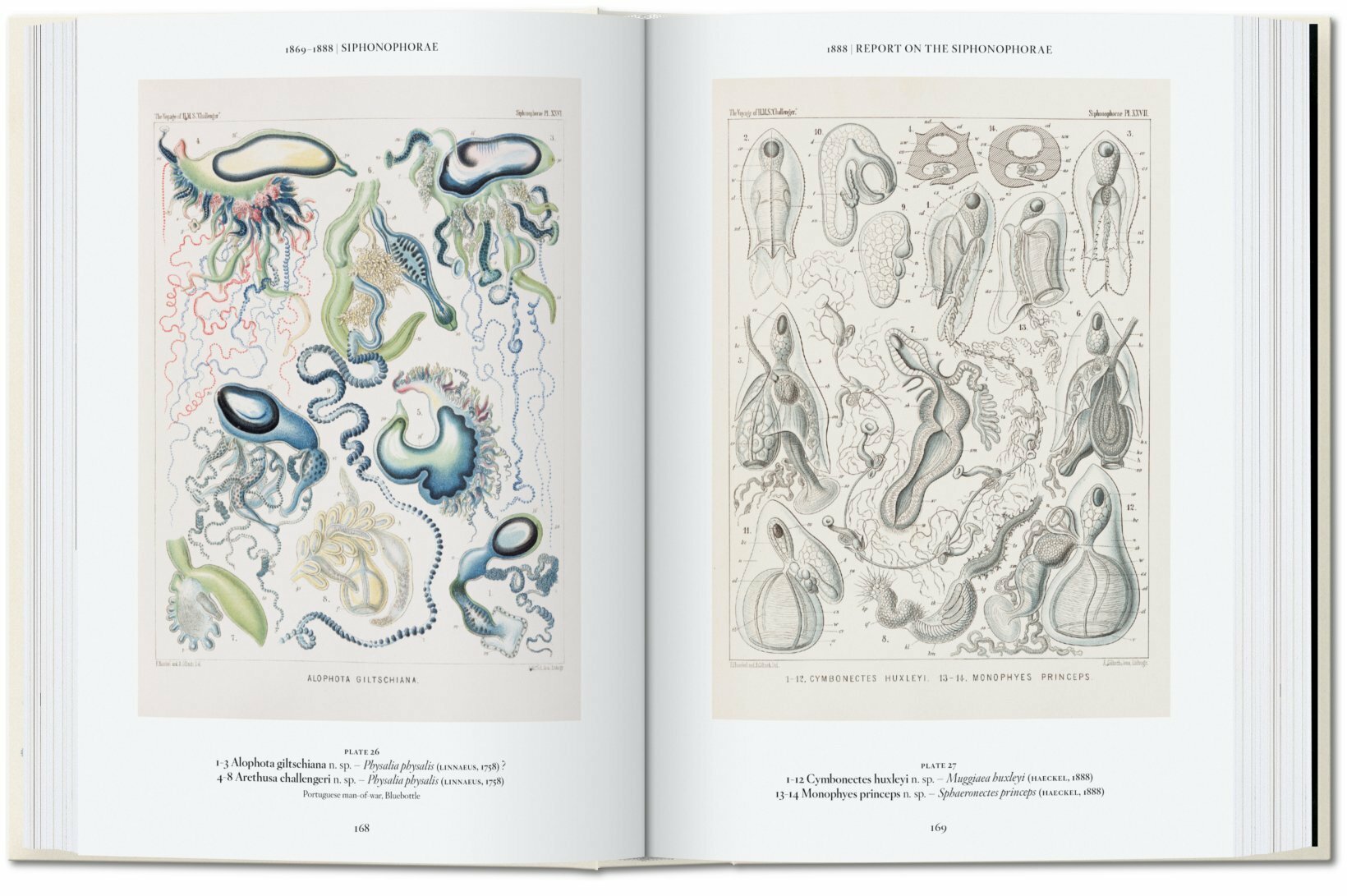 Ernst Haeckel 40 Years-3
