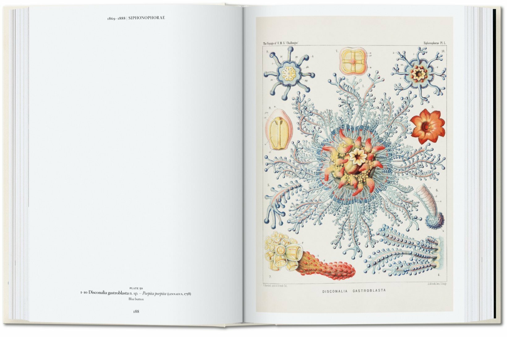 Ernst Haeckel 40 Years-4