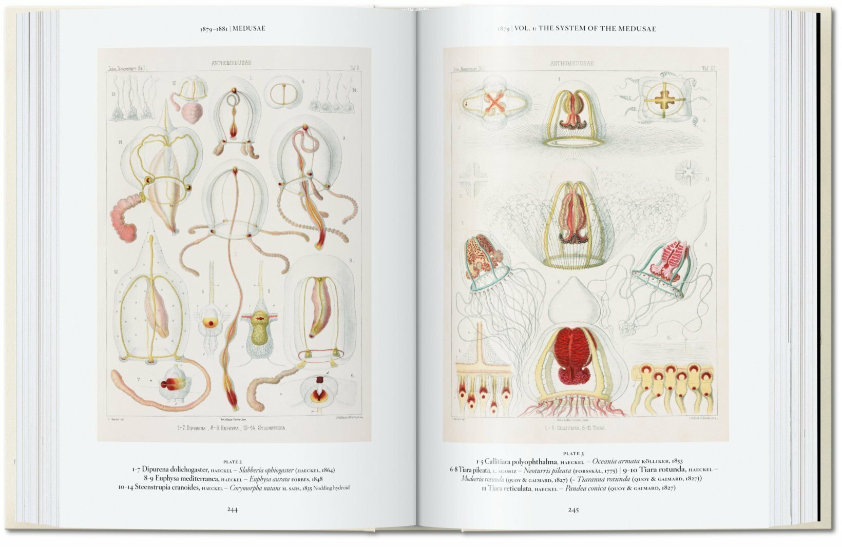 Ernst Haeckel 40 Years-5