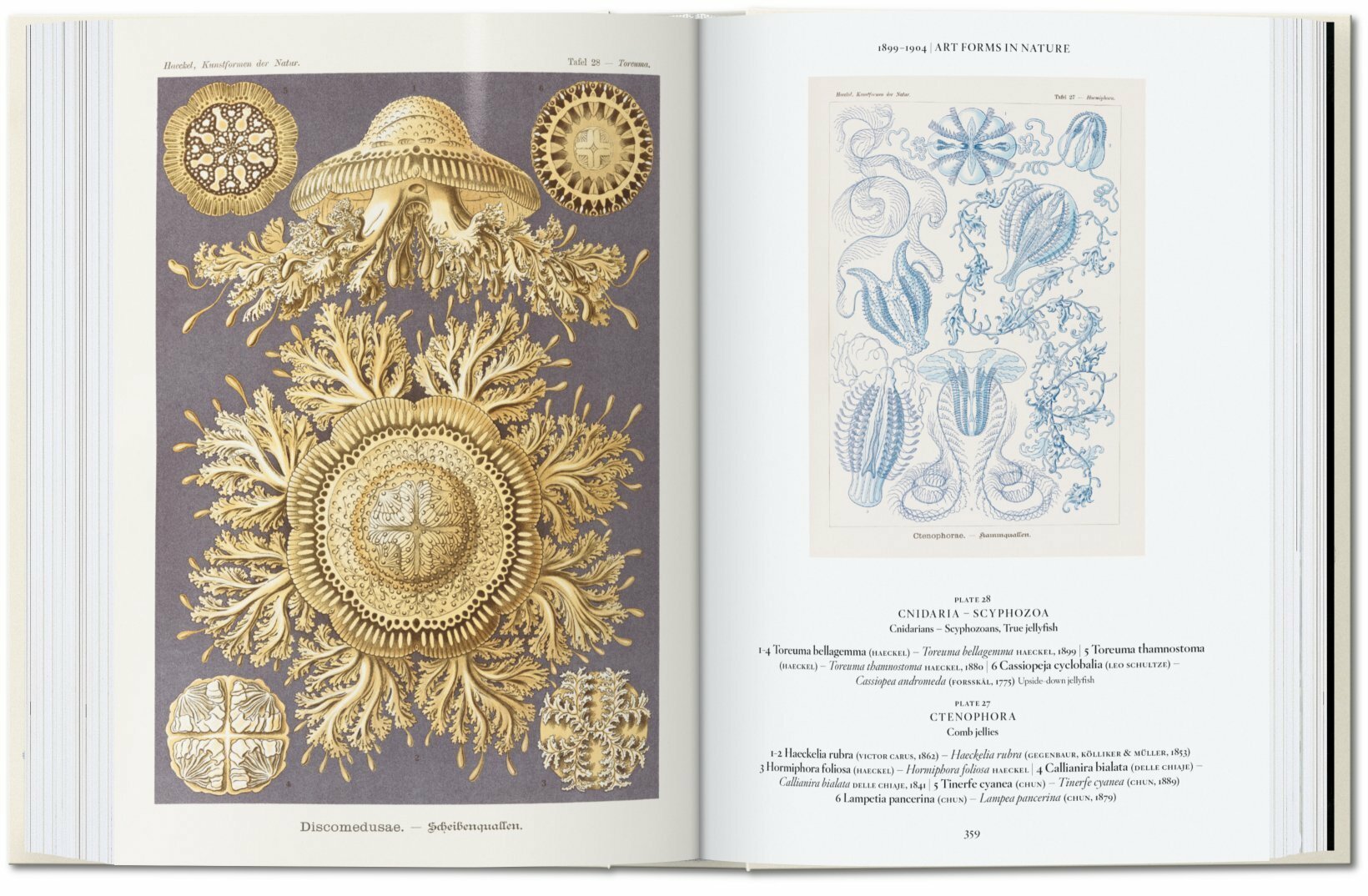 Ernst Haeckel 40 Years-6