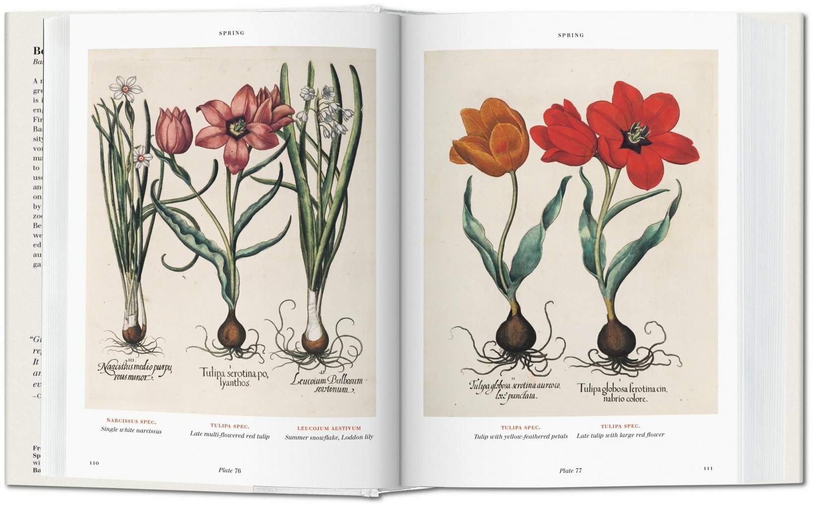 Basilius Beslers. Florilegium. The Book Of Plants-3