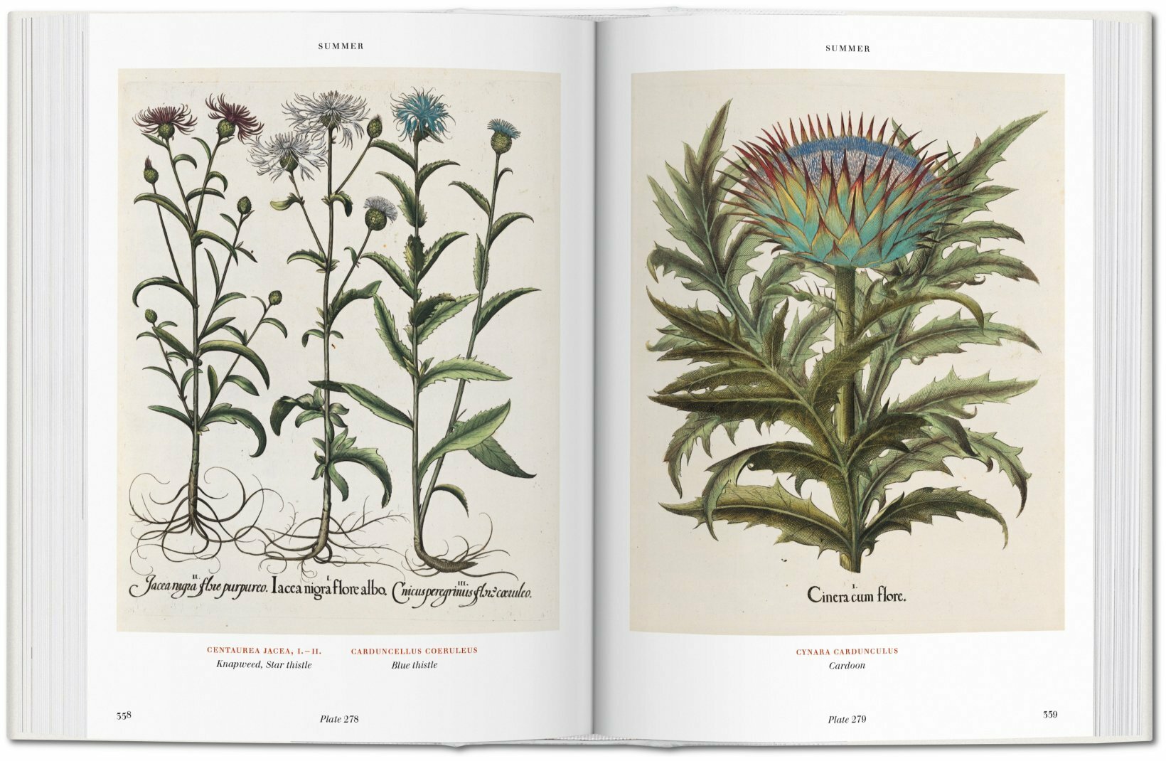 Basilius Beslers. Florilegium. The Book Of Plants-5